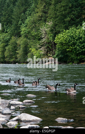 Un troupeau d'oies dans une ligne natation jusqu'au nord de la rivière Santiam. Banque D'Images