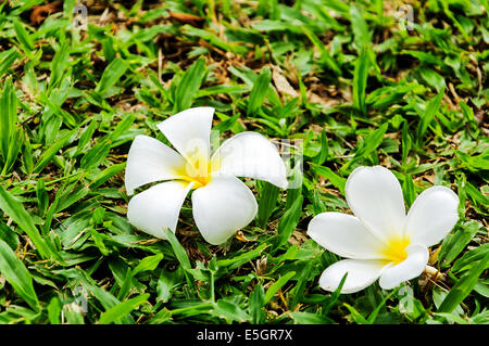 Plumeria flower tombent sur l'herbe Banque D'Images