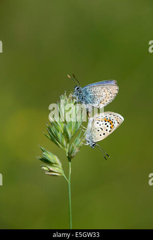 Papillon bleu étoilé d'argent (Plebejus argus) - UK Banque D'Images