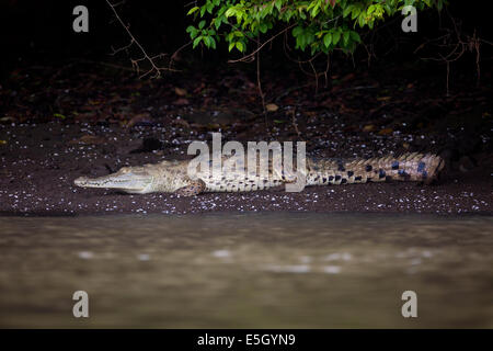 Crocodile, sci. nom ; Crocodylus acutus, au bord de lac de Lago Gatun, République du Panama. Banque D'Images