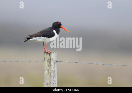 Huîtrier pie, Haematopus ostralegus, seul oiseau sur post, Orkney, Juin 2014 Banque D'Images