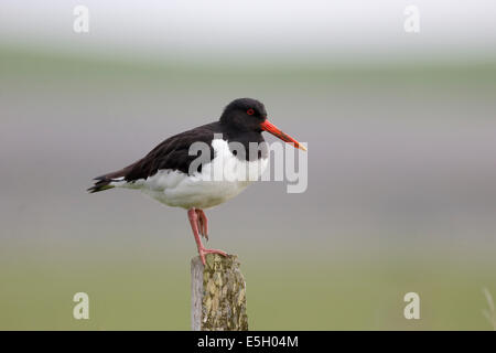 Huîtrier pie, Haematopus ostralegus, seul oiseau sur post, Orkney, Juin 2014 Banque D'Images