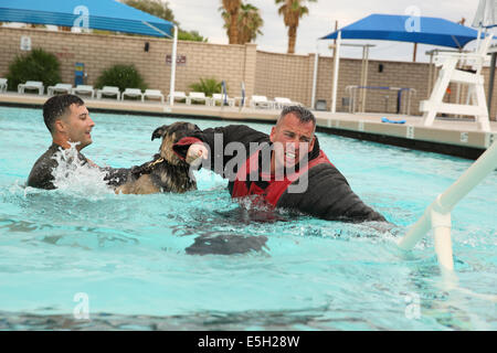 U.S. Marine Corps, chien de travail militaire Colli, maintient un Cpl après la morsure. Paul Kelley, conducteur de chien de travail, Provost Marshall's Banque D'Images