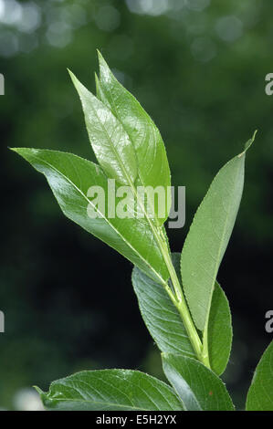 Bay willow Salix pentandra (Salicaceae) Banque D'Images