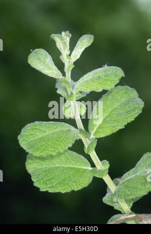 Hibou willow Salix aurita (Salicaceae) Banque D'Images