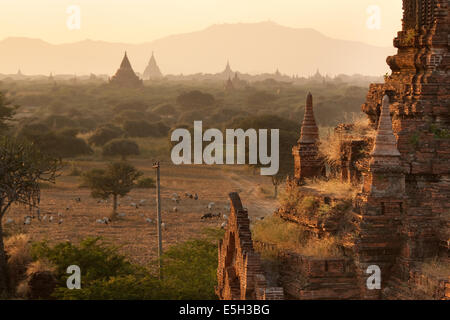 Plaine centrale des anciens temples bouddhistes à Bagan, Myanmar (Birmanie) Banque D'Images