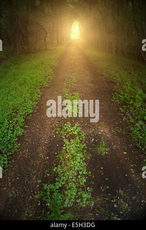 Dark sullen forest road with trees forming a tunnel over it and light at the end. Banque D'Images
