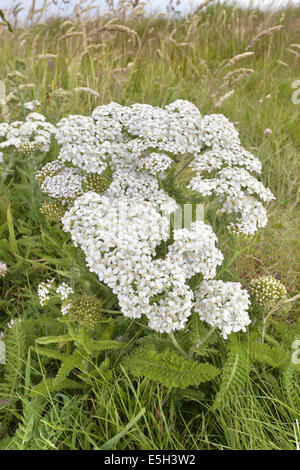 Achillée millefeuille - Achillea millefolium (Asteraceae) Banque D'Images