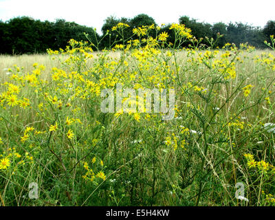 Jacobaea séneçon vulgaris. Photo Tony Gale Banque D'Images