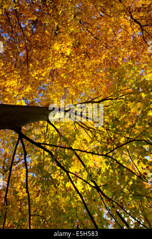 Arbre coloré en automne, Allemagne Banque D'Images