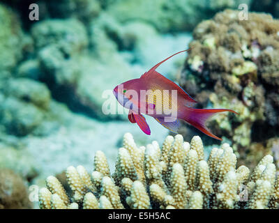 Anthias mâle (Pseudanthias squamipinnis) planant au-dessus de coraux corne dans la Mer Rouge Banque D'Images