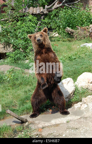 Ours brun une baignoire pour se garder cool Banque D'Images