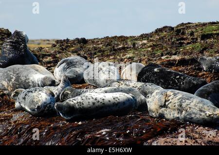 Un groupe de phoques gris de l'Atlantique au soleil attendant d'être flotté rocks off par marée haute Iles Farne Banque D'Images