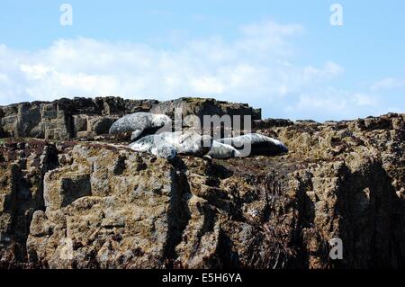 Groupe de phoques se prélassent sur les rochers en attente de la marée haute Iles Farne Banque D'Images