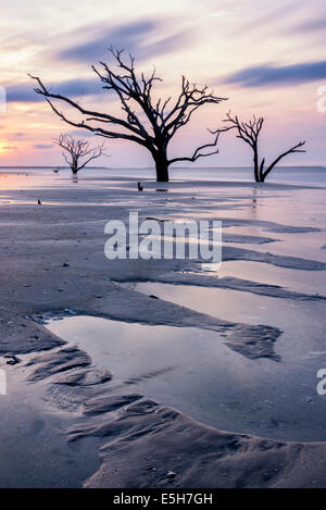 Des vestiges d'arbres fantomatiques sont tout ce qui reste le long de ce tronçon de la plage à Botany Bay, SC comme la mer a reconquis. Banque D'Images