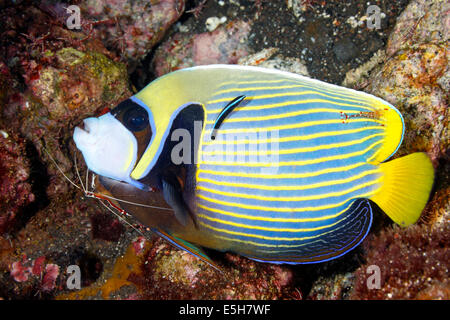 Emperor Angelfish Pomacanthus imperator, nettoyant, avec les crevettes et un blue streak cleaner wrasse. Banque D'Images