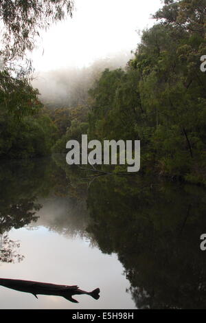 Brouillard tôt le matin alors que l'aube baigne le Warren, au réchauffement de la lumière - près de Pemberton, en Australie occidentale. Banque D'Images