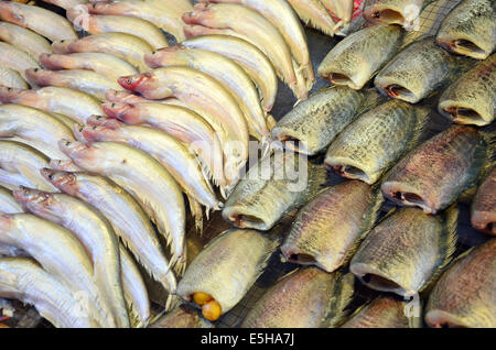 Conserves de poisson Gourami Banque D'Images