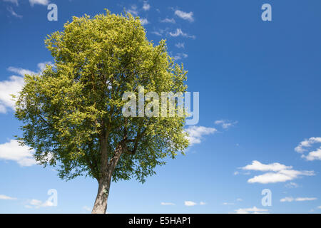 Arbre vert vif avec ciel bleu et nuages sur un arrière-plan Banque D'Images