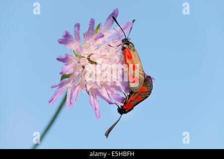 Scotch mince Burnett (Zygaena loti), l'accouplement, Thuringe, Allemagne Banque D'Images