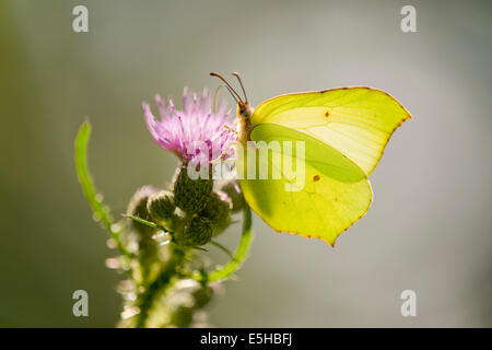 De souffre (Gonepteryx rhamni) sucer le nectar, Basse-Saxe, Allemagne Banque D'Images