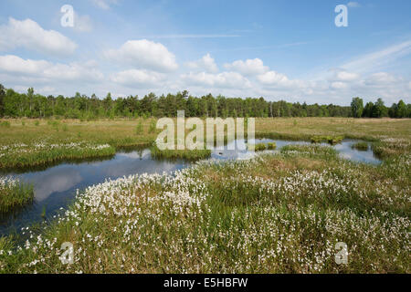 Les linaigrettes (Eriophorum angustifolium), Naturschutzgebiet Großes Moor nature reserve, Basse-Saxe, Allemagne Banque D'Images