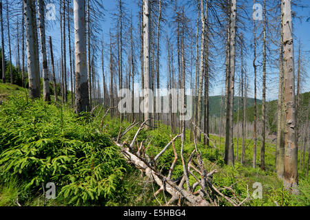 Dead Epicéa (Picea abies) infectés et endommagé par l'épinette (Ips typographus) et les jeunes de la forêt qui repousse Banque D'Images