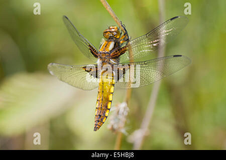 À corps large Chaser (Libellula depressa), femme, sur la tige des plantes mortes, dans le sud du Pays de Galles, Royaume-Uni Banque D'Images