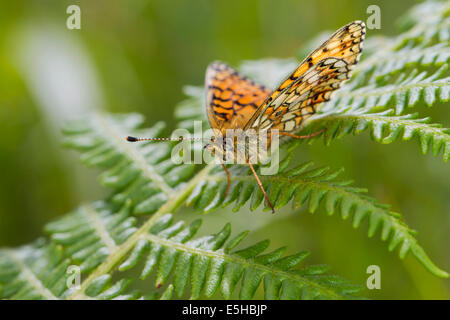 Petite perle-bordé Fritillary butterfly (Boloria selene), sur les frondes de fougères, dans le sud du Pays de Galles, Royaume-Uni Banque D'Images