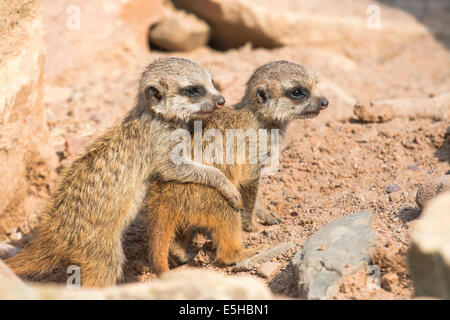 Deux jeunes jouant les suricates (Suricata suricatta), captive, Hesse du Nord, Hesse, Allemagne Banque D'Images