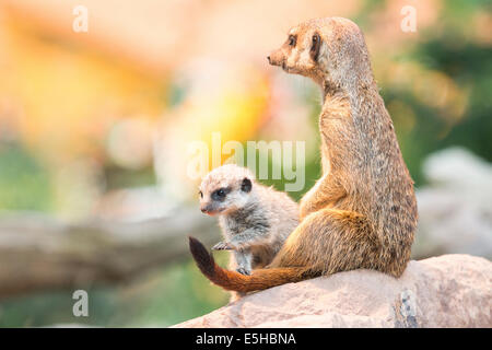 Meerkat (Suricata suricatta) avec les jeunes, captive, Hesse du Nord, Hesse, Allemagne Banque D'Images