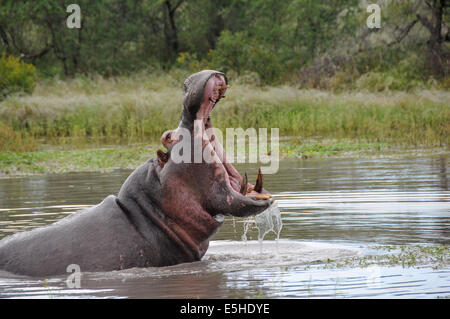 Grande bouche hippo montre ses dents Banque D'Images