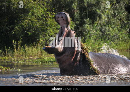 Grande bouche hippo montre ses dents Banque D'Images