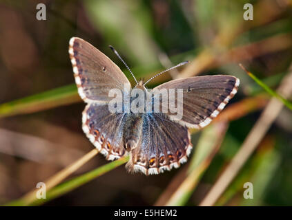 Chalkhill Blue Butterfly (femelle). Denbies, flanc de Ranmore Common, Surrey, Angleterre. Banque D'Images
