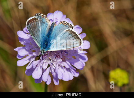 Chalkhill Blue Butterfly se nourrissant de Field Scabious. Denbies, flanc de Ranmore Common, Surrey, Angleterre. Banque D'Images