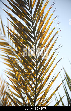 Résumé Palm tree branch . Banque D'Images