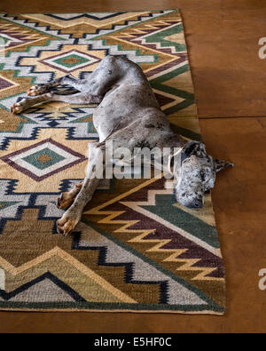 Grand danois ou allemand Mastiff, couché sur un tapis à motifs géométriques Banque D'Images