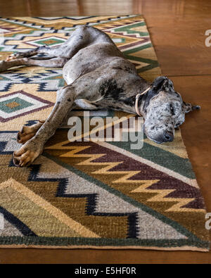 Super Daneor ou Allemand Mastiff couché sur tapis à motifs géométriques Banque D'Images