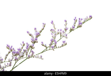 Petites fleurs pourpre limonium isolé sur fond blanc Banque D'Images