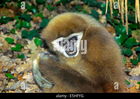 Lar ou blanc remis gibbon (Hylobates lar), Banque D'Images