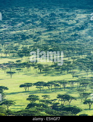 Umbrella thorn, Acacia tortilis (Vachellia) cultivés dans la vallée de la savane de Chantôme, le Kwa Zulu Natal, Afrique du Sud Banque D'Images