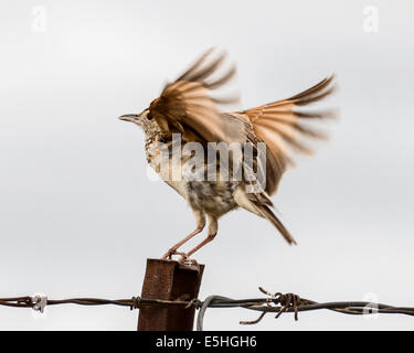 Cou roux Lark (Miafra Africana), Nambiti Réserver, Kwa-Zulu Natal, Afrique du Sud Banque D'Images