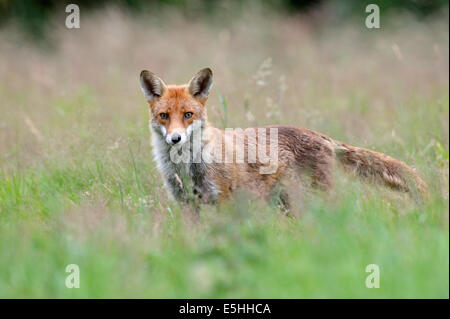 Le renard roux (Vulpes vulpes), Royaume-Uni Banque D'Images