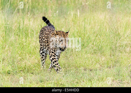 Le Guépard (Acinonyx jubatus), Nambiti Réserver, Kwa-Zulu Natal, Afrique du Sud Banque D'Images