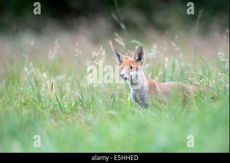 Le renard roux (Vulpes vulpes), Royaume-Uni Banque D'Images