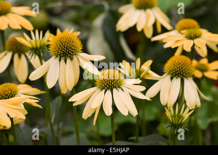 Echinacea 'Amber' fleurs. Coneflower dans une frontière. Banque D'Images