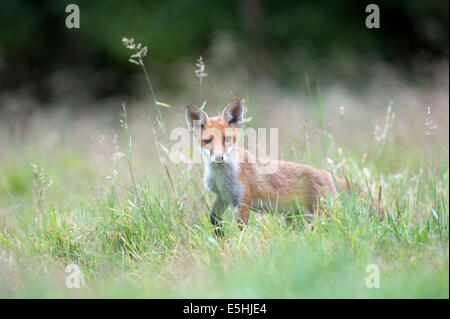 Le renard roux (Vulpes vulpes), Royaume-Uni Banque D'Images