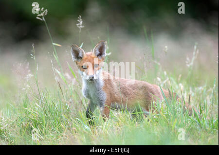 Le renard roux (Vulpes vulpes), Royaume-Uni Banque D'Images