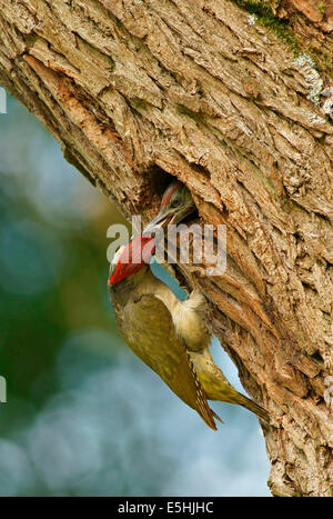 Pic vert européen (Picus viridis) poussin dans nichent dans des trous d'arbres, Hesse, Allemagne Banque D'Images