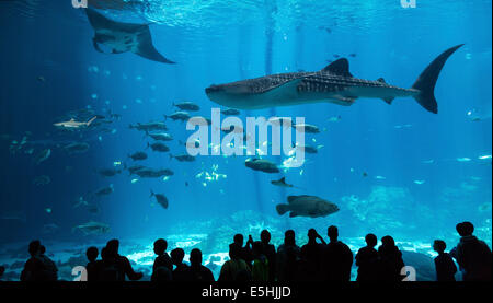 Visiteurs en face d'un immense aquarium avec des raies manta (manta sp.), le requin-baleine (Rhincodon typus) et Whitetip reef shark Banque D'Images